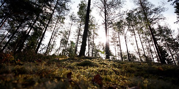 höga tunna tallar där solen letar sig igenom