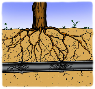Trädrötter växer in i ledning